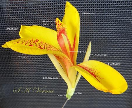  Flower with calyx, corolla, staminodes and style and stigma